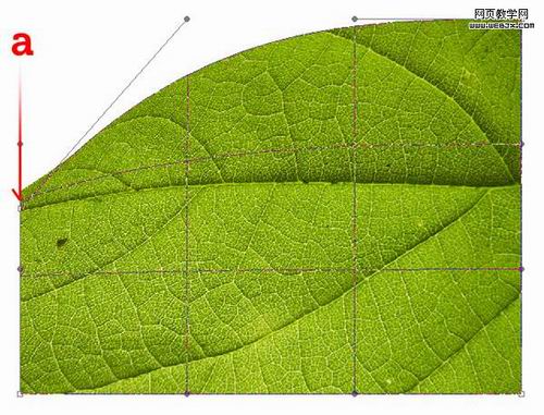Photoshop绘制美丽的3D质感叶子
