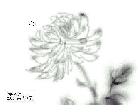 Photoshop绘画一幅国画--菊花