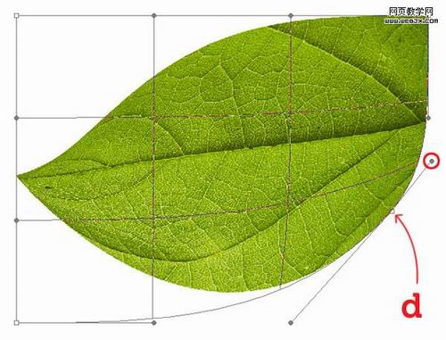 Photoshop绘制美丽的3D质感叶子